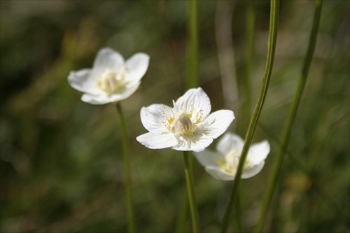 fiori bianchi