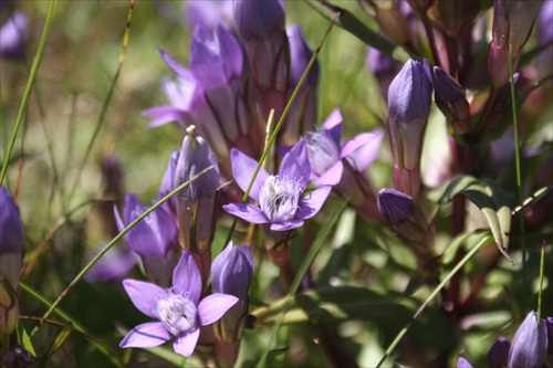 fiori viola