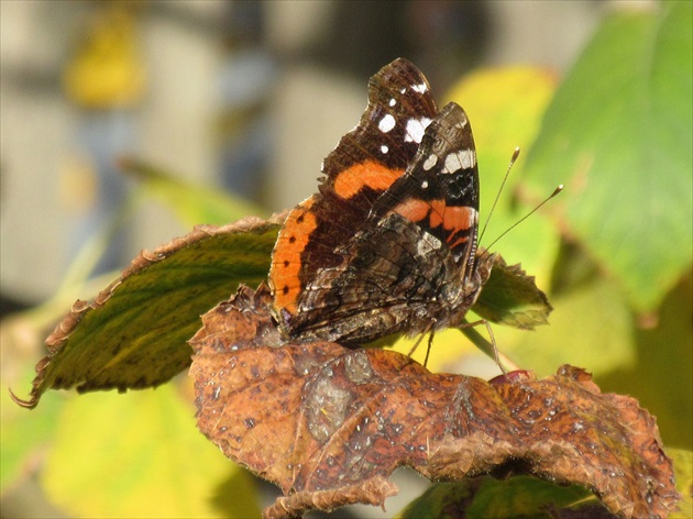 Ešte som našla babôčku admirálsku (Vanessa atalanta)