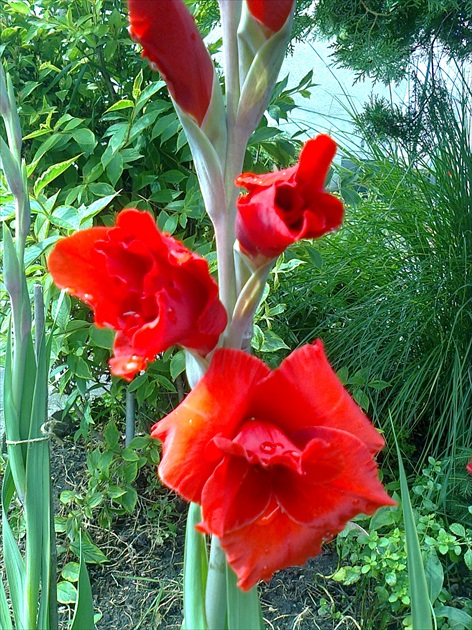 majestátny gladiol