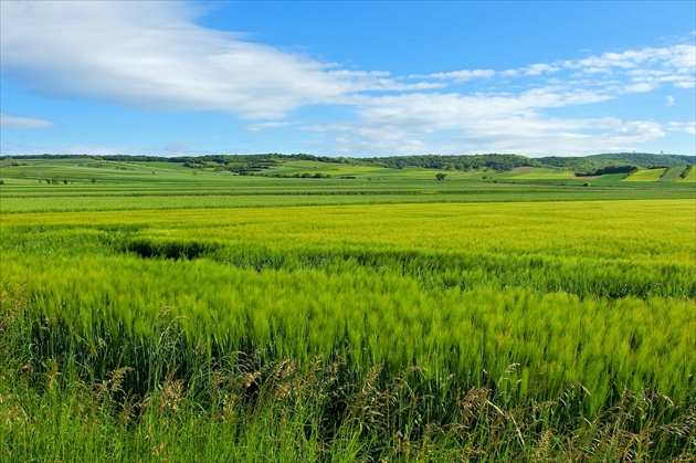 jarná krajina