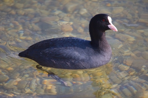 Lyska čierna