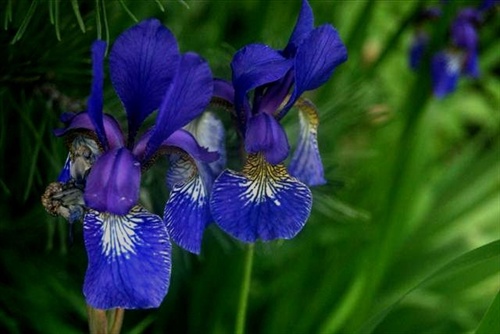 Iris