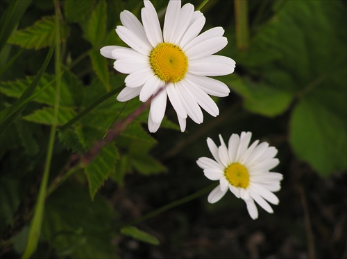 Margarétka