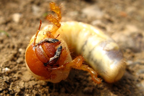 larva - ale čoho??  neviem...