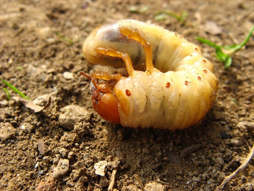 larva žije