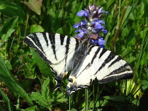 motyl