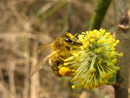 včela