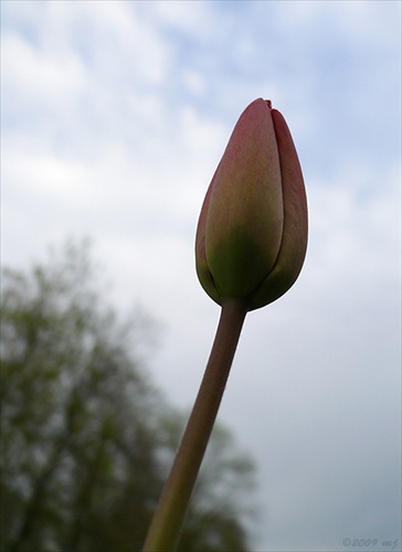 Tulipan