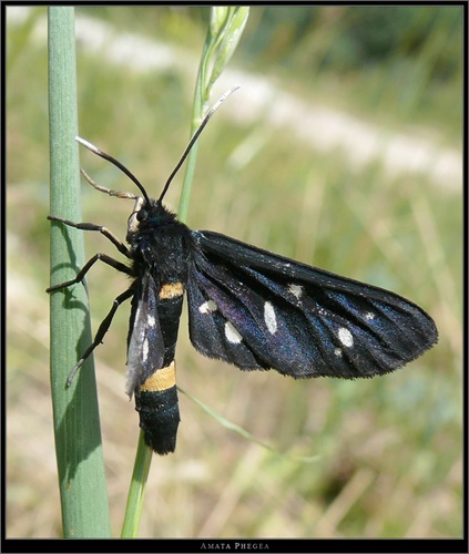 Amata phegea