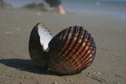 Shell