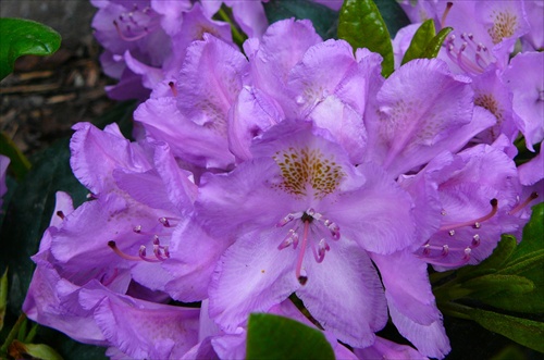 Rododendron