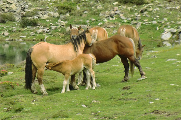 Andora - Pyreneje