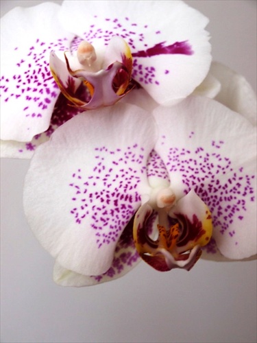 Orchidea