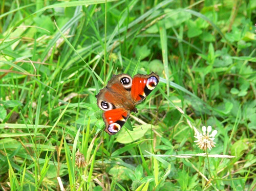 motyl