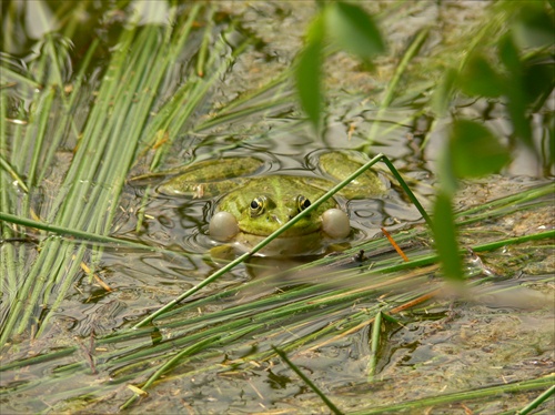 zaba skvrka