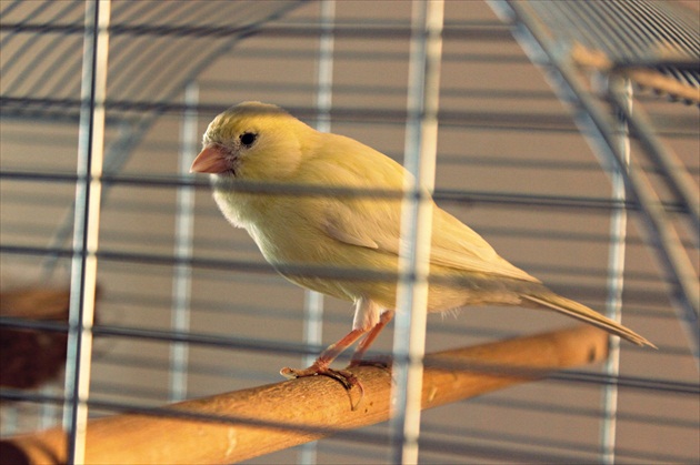 canary