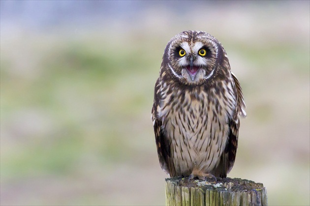 Short Eared Owl