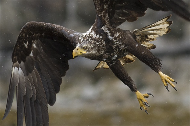 Bald Eagle very close