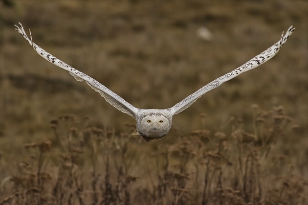 Snowy Owl in Flight