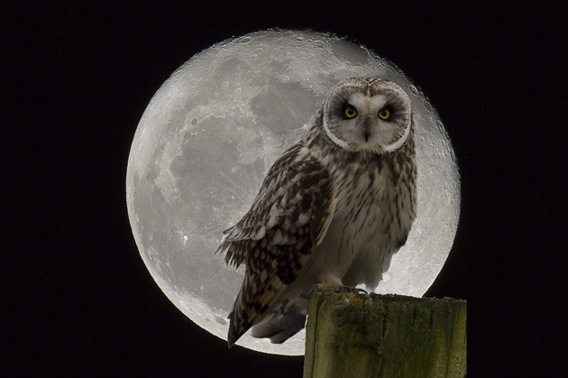 Short Eared Owl