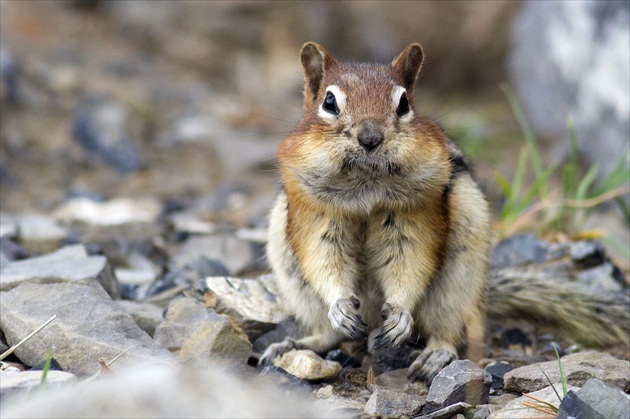 Chipmunk