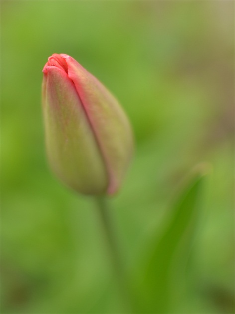 Tulipan