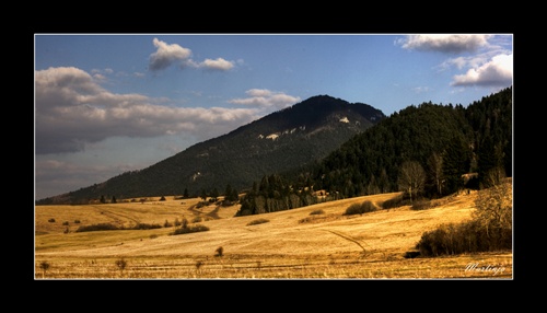 Fields of gold