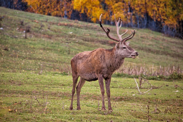 Jeseň