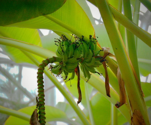 Microbananas