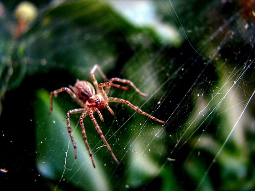 Wild Spider