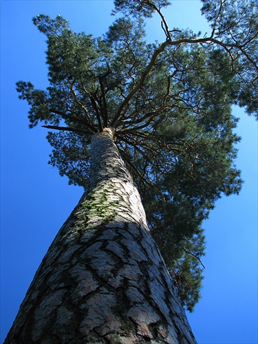 Pod korunou stromu