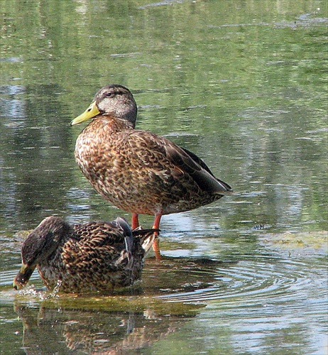 kačacia idylka