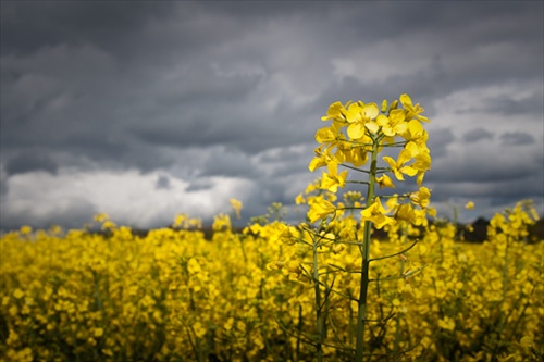 yellow II