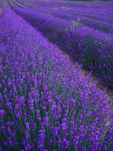 Provence