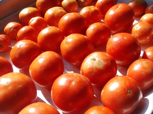 " červená armáda " alebo Tomatoes Army