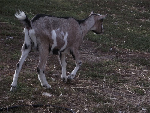 fotiť sa nechcem alebo na úteku....