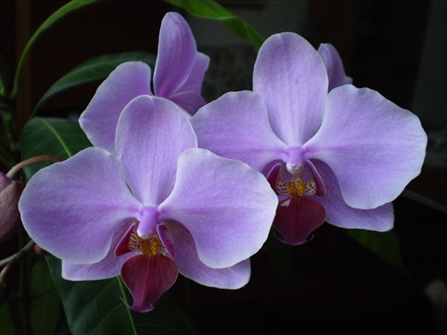 Orchidea