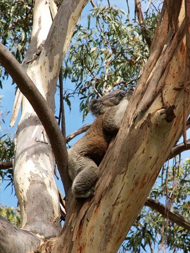 a koalka...