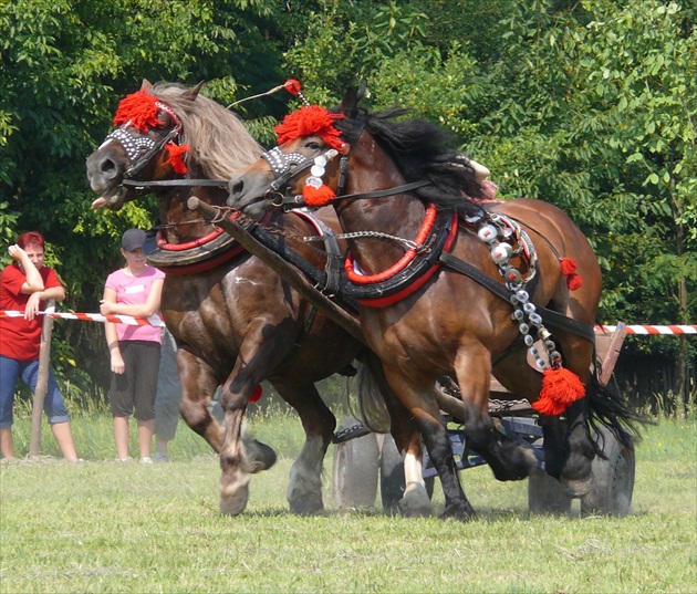 idú furmani 2013