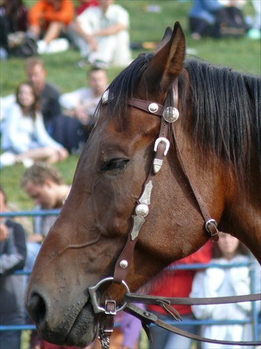 muráň2007-5