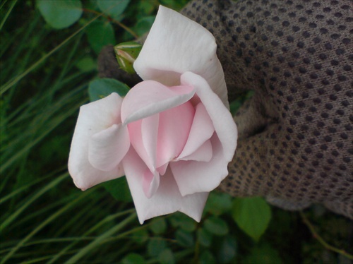 rose from our garden