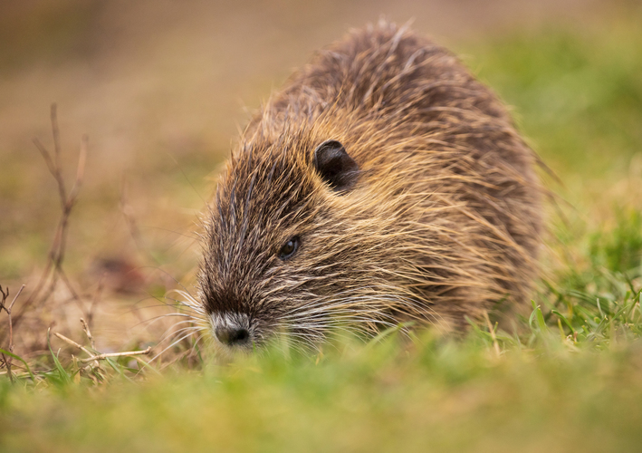 Nutria