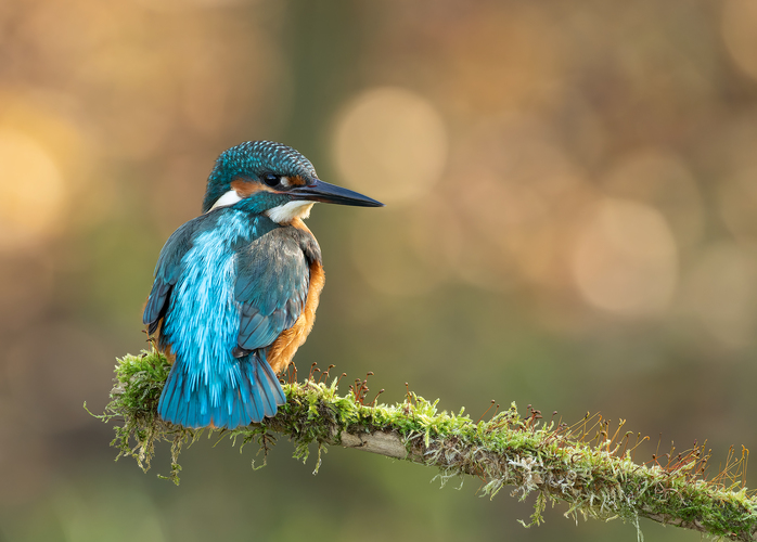 Rybárik riečny (Alcedo atthis)