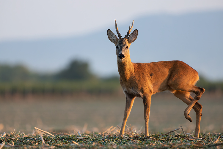 Srnec lesný(Capreolus capreolus