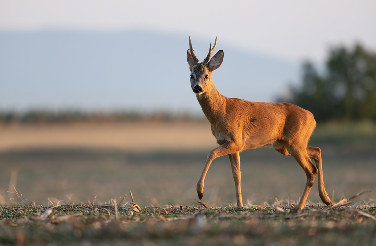 Srnec lesný(Capreolus capreolus)