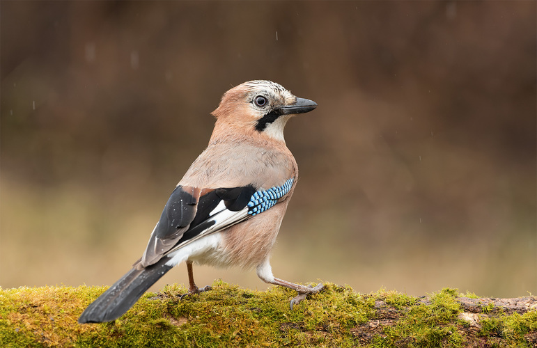 Sojka obyčajná (Garrulus glandarius) V daždi 🙂📸