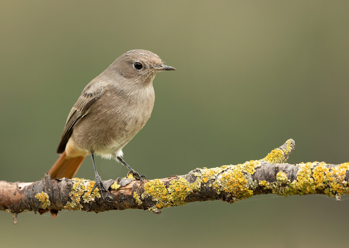 Žltochvost domový (Phoenicurus ochruros)