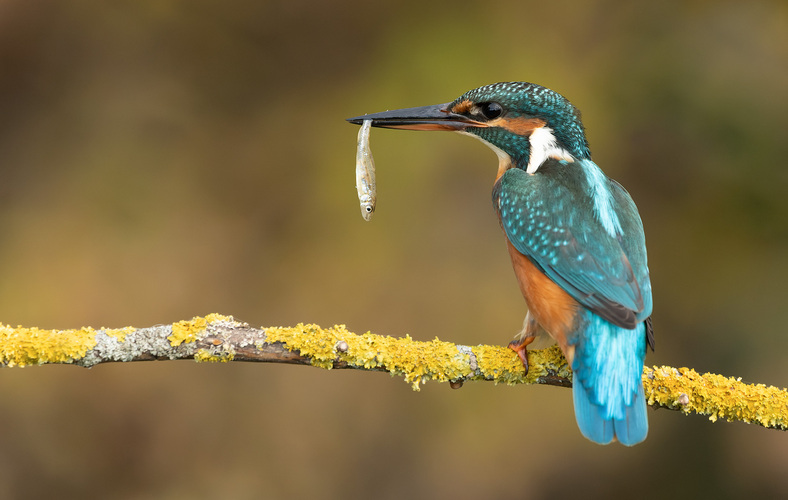 Rybárik riečny (Alcedo atthis)