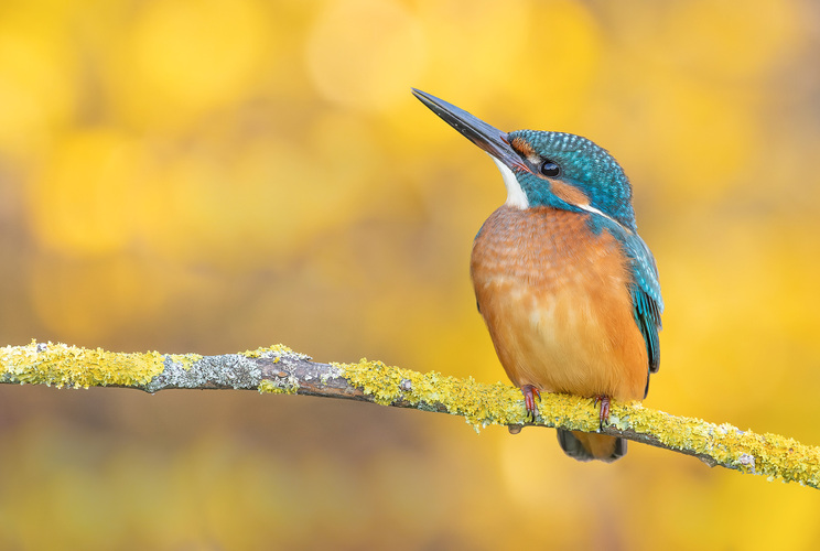 Rybárik riečny (Alcedo atthis)